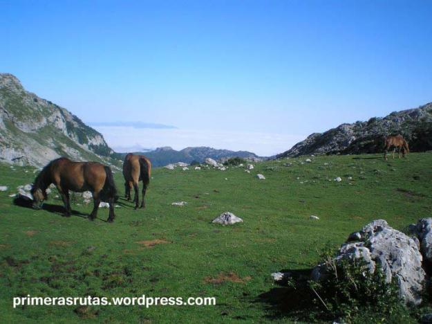 caballos asturias